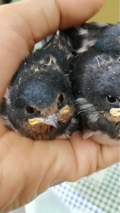 燕子幼鳥怎麼養